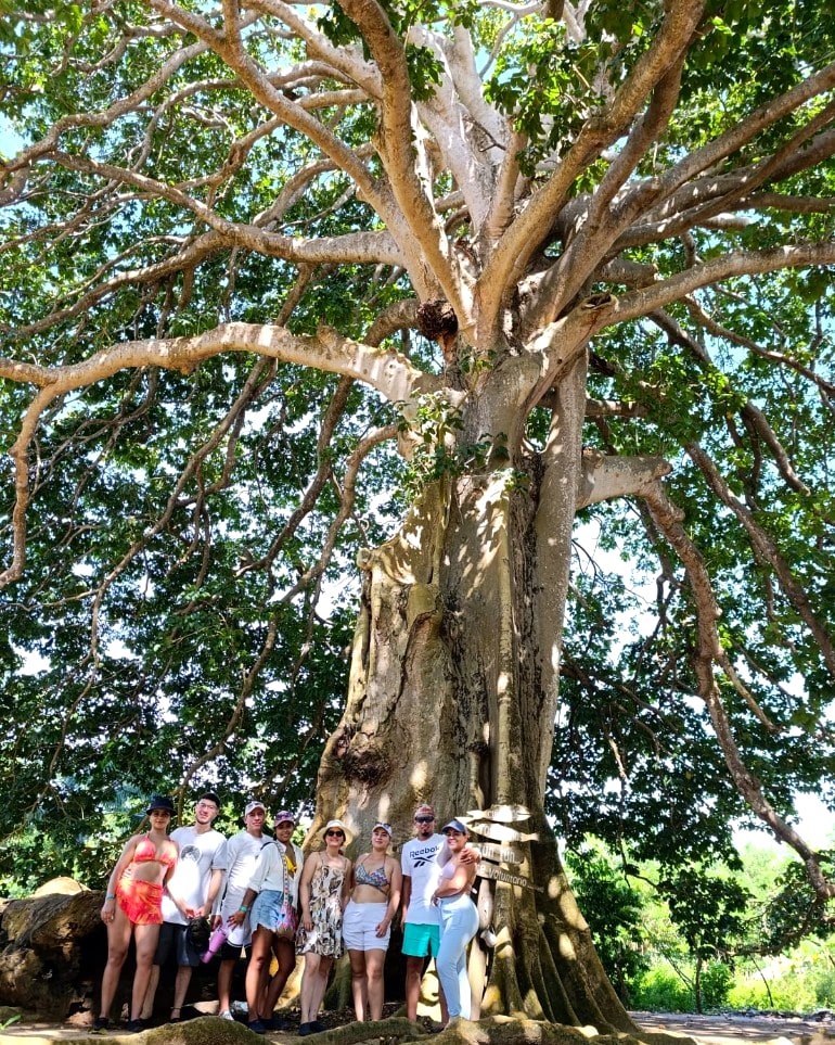 Árbol milenario El Tun Tun