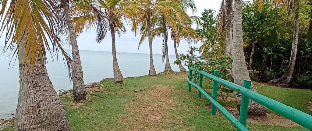 Palmeras y costa