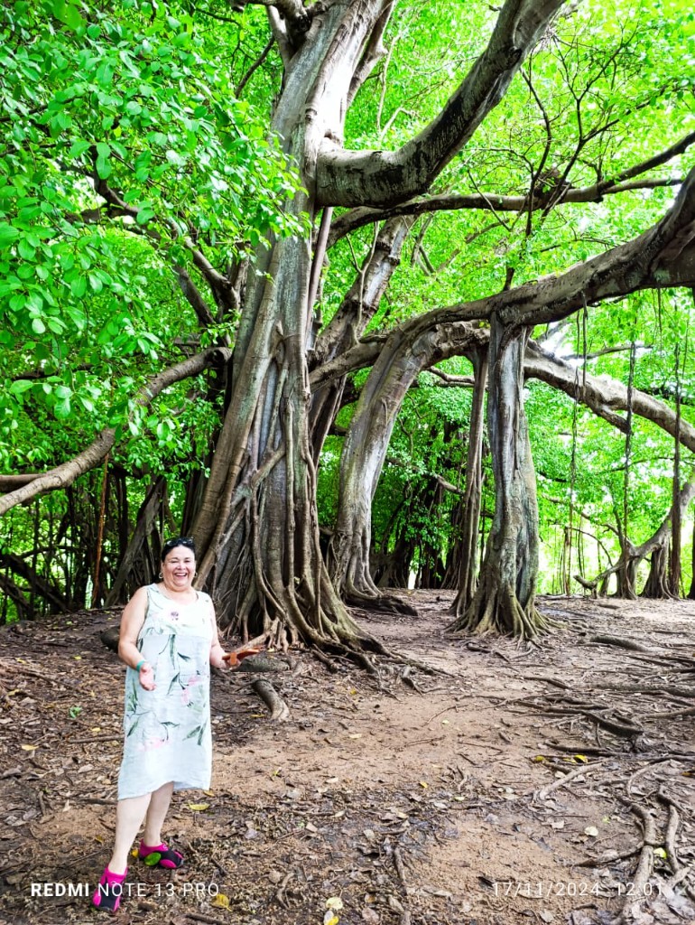 Árbol de raíces múltiples en el bosque de la isla