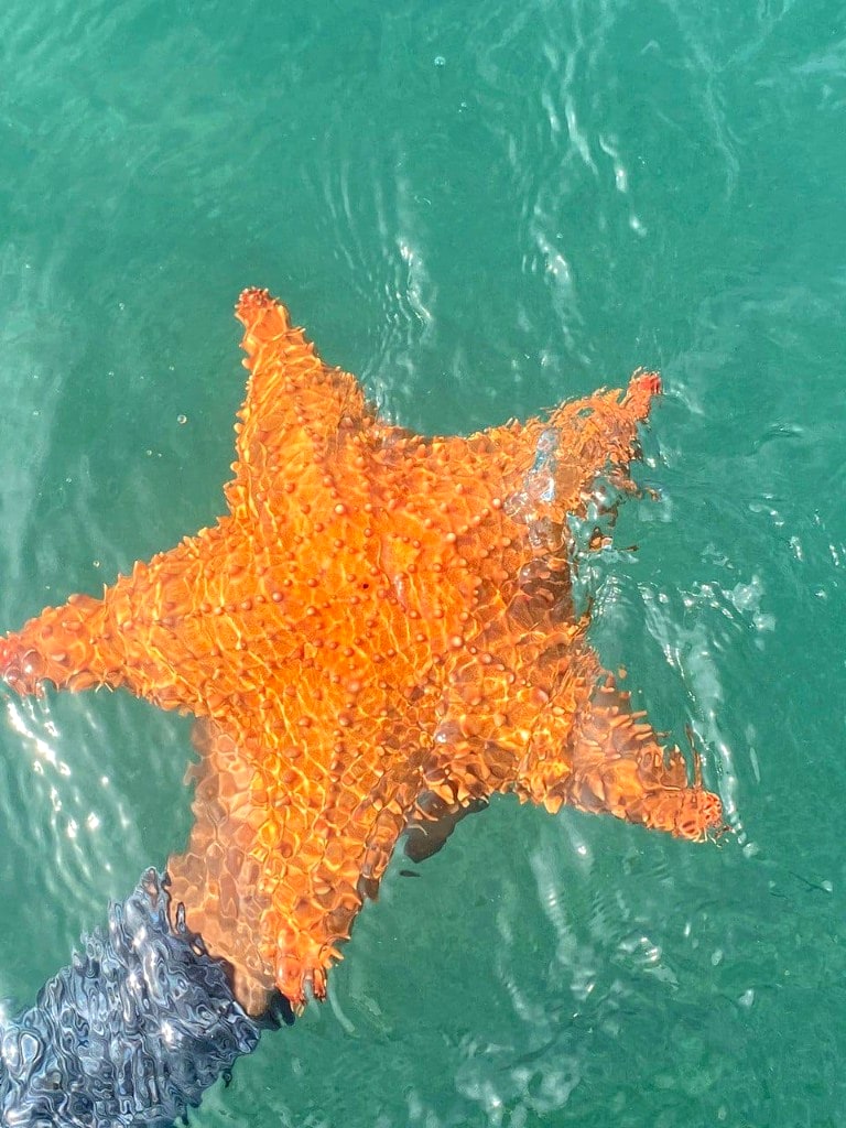 Snorkel en arrecife